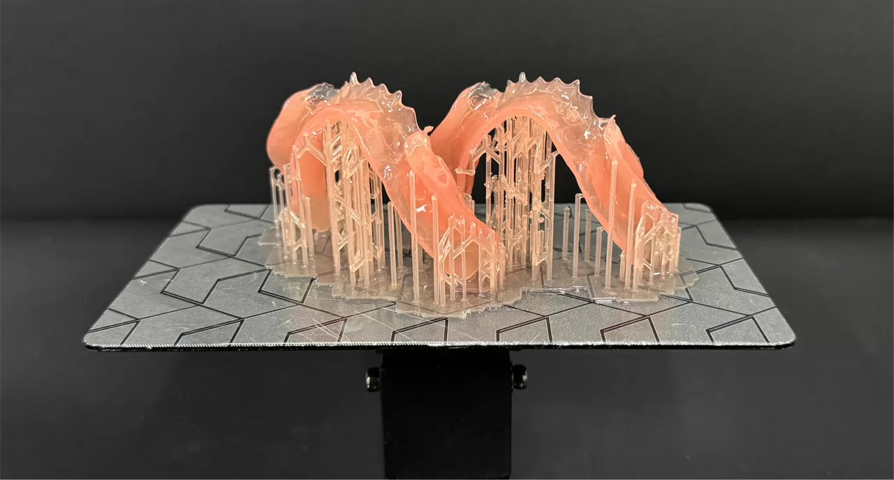 Got Dental Elastic Base Model