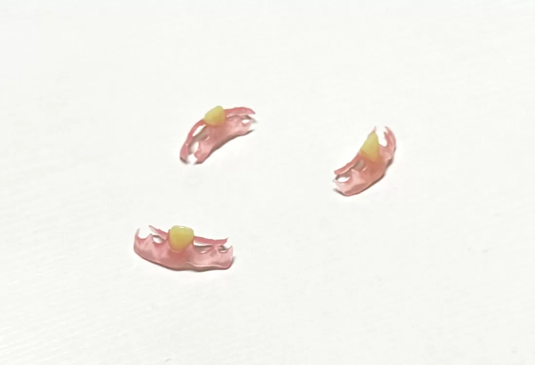 Invisible Denture Base Resin model1